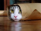 burrito