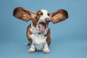 yawning basset hound